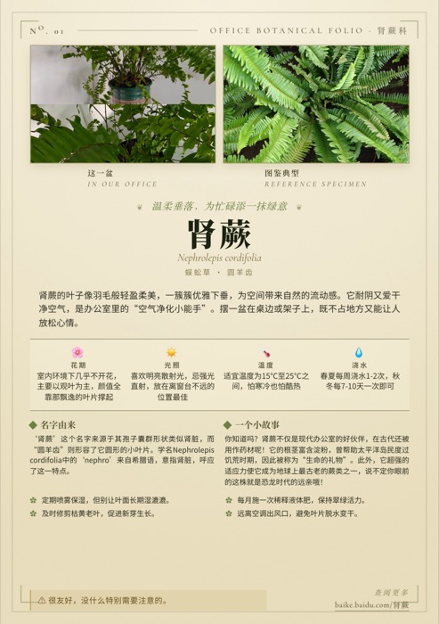 肾蕨 A5 卡片